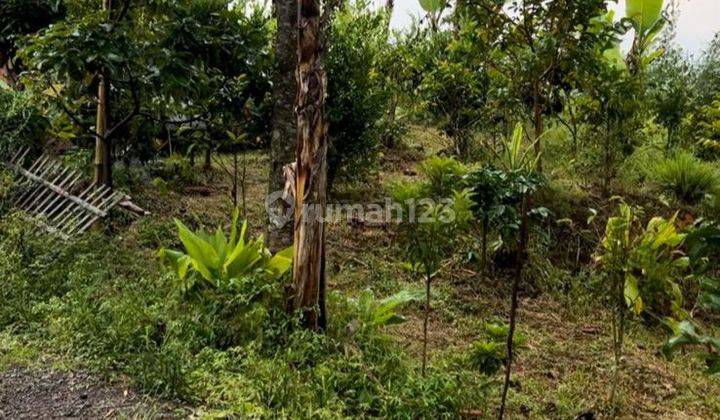 Tanah Kebun Bagus Untuk Agrobisnis Dan Sungai Dan Mata Air Sendiri 1