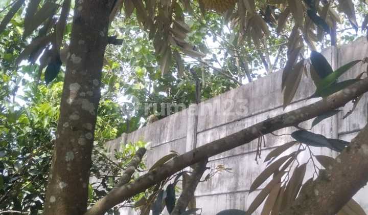 Lahan Kebun siap pakai di parung panjang bogor Lahan Kebun siap pakai di parung panjang bogor