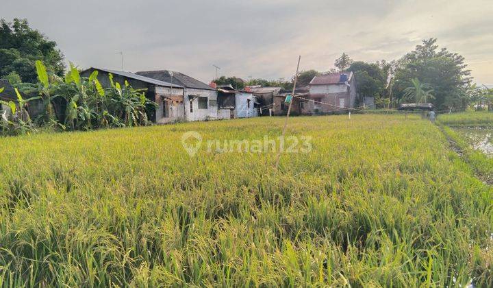 Di Jual Sawah Luas 3000 Meter Lokasi Strategis Murah Bisa Di Beli Semua Maupun Separo 2