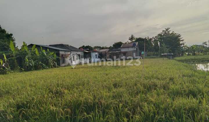 Di Jual Sawah Luas 3000 Meter Lokasi Strategis Murah Bisa Di Beli Semua Maupun Separo 3