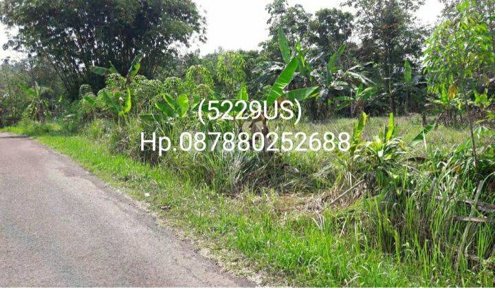 5229us Tanah di Rangkasbitung, Lebak, Banten  1
