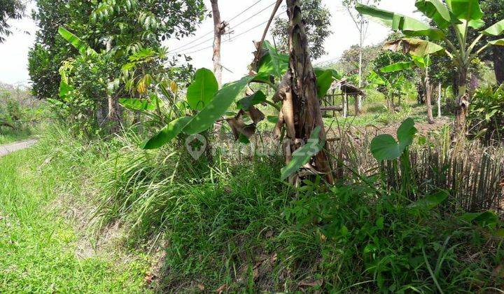 5229us Tanah di Rangkasbitung, Lebak, Banten  4