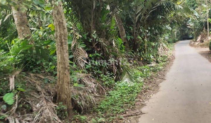 5254ef Tanah di Pujer, Bondowoso, Jawa Timur SHM 5