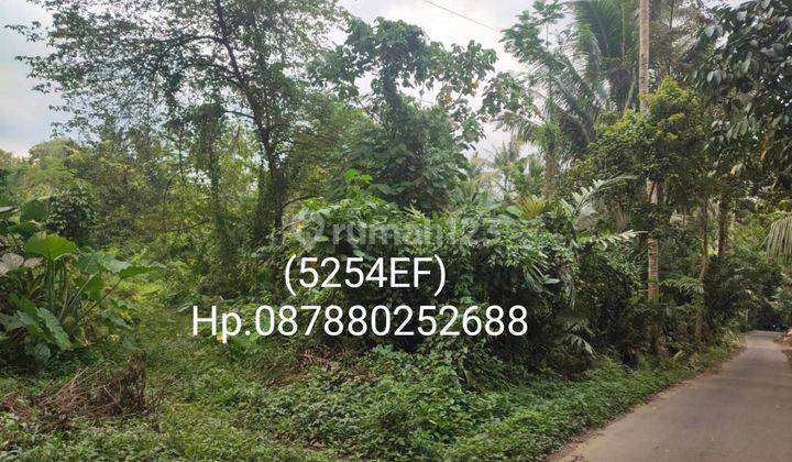 5254ef Tanah di Pujer, Bondowoso, Jawa Timur SHM 6