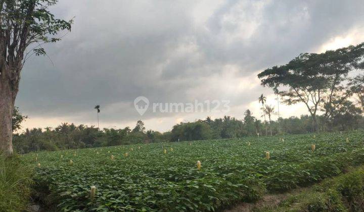 5255ef Tanah di Pujer, Bondowoso, Jawa Timur 16.000 m² 4