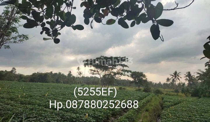 5255ef Tanah di Pujer, Bondowoso, Jawa Timur 16.000 m² 6