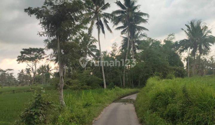 5256ef Tanah di Pujer, Bondowoso, Jawa Timur 2.900 m² 4