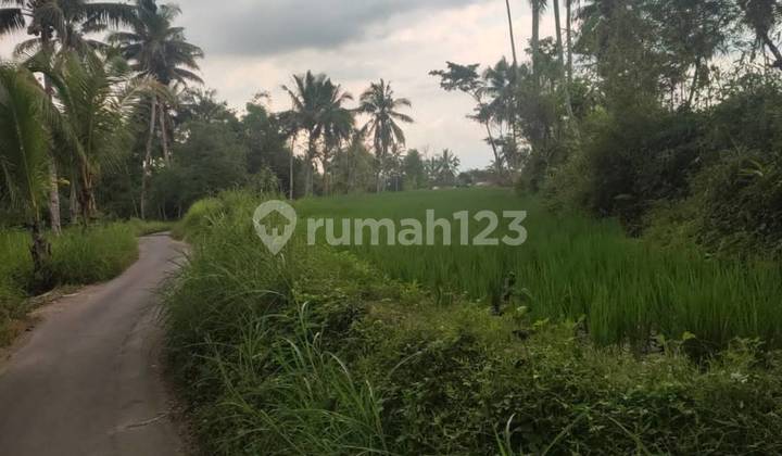 5256ef Tanah di Pujer, Bondowoso, Jawa Timur 2.900 m² 5