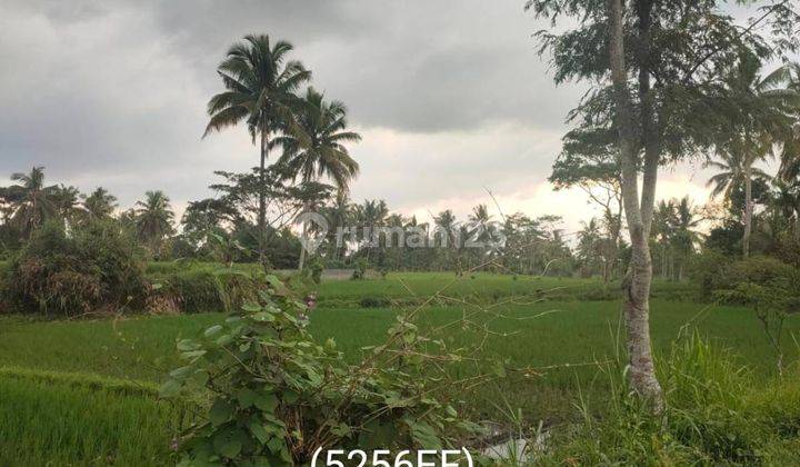 5256ef Tanah di Pujer, Bondowoso, Jawa Timur 2.900 m² 6