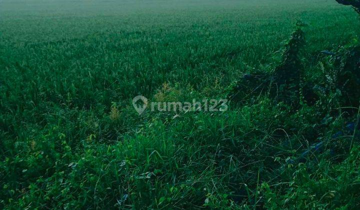 5269us Tanah di Pontang, Serang, Banten SHM  3