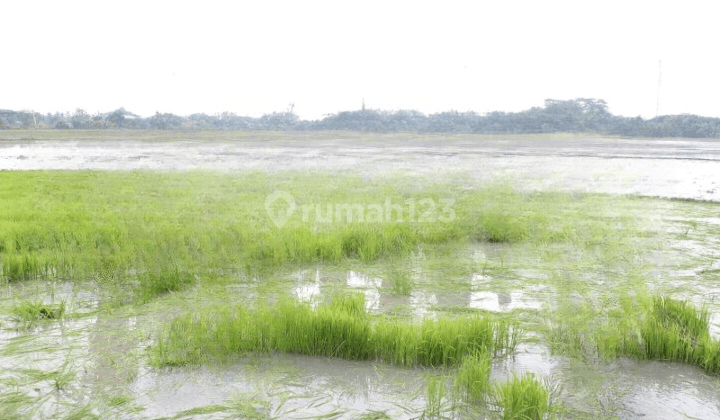 Di Jual Tanah Sawah Luas Di Cikarang 1