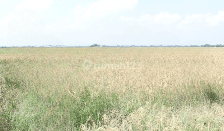 Di Jual Tanah Sawah Luas Di Cikarang 2