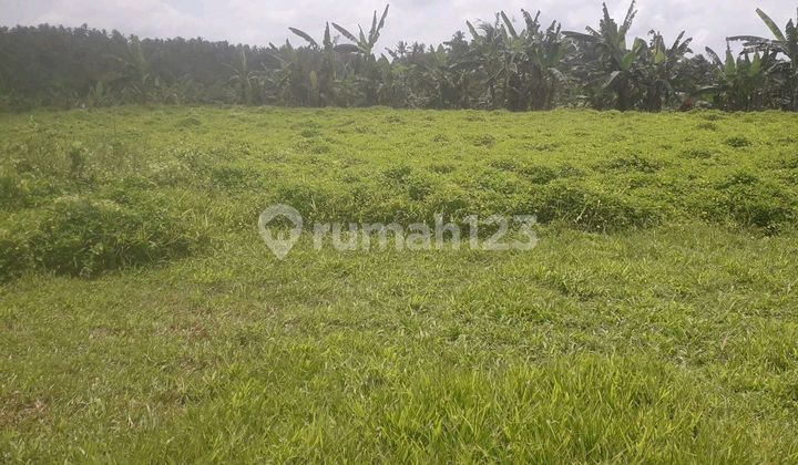 Beautiful Land With Rice Field View