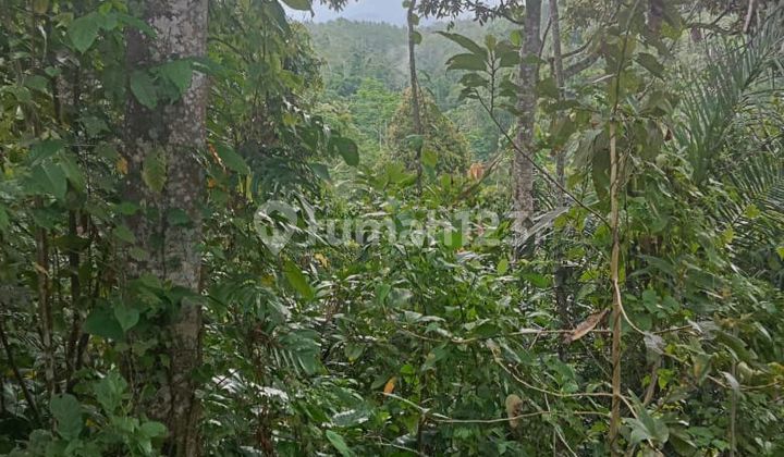 Beautiful Land With Suit Rice Field View