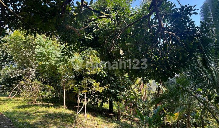 For Sale Exotic Garden Land