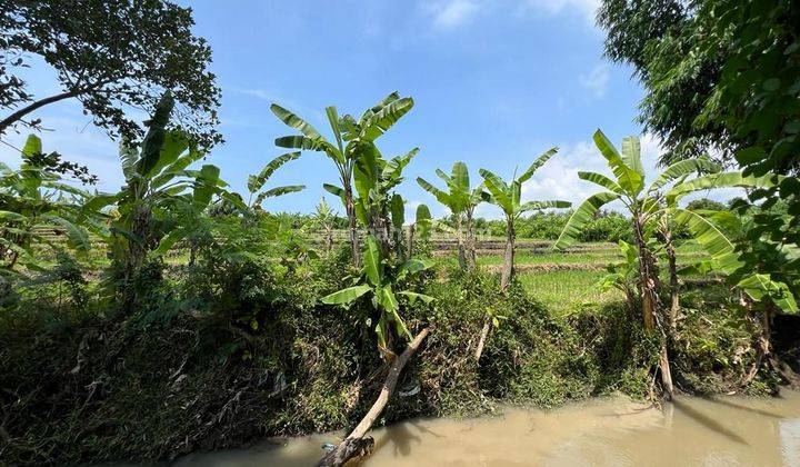 BEAUTIFUL LAND WITH RICE FIELD AND RUVER SIDE 2