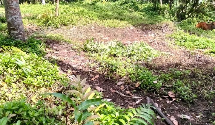 Beautiful Land Beautiful Land