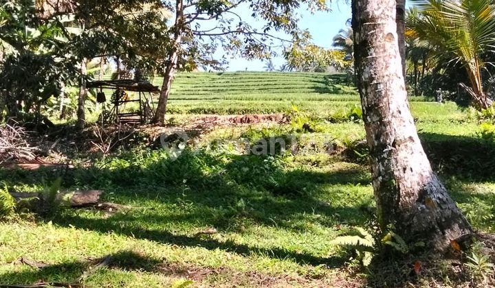 Beautiful Land Beautiful Land