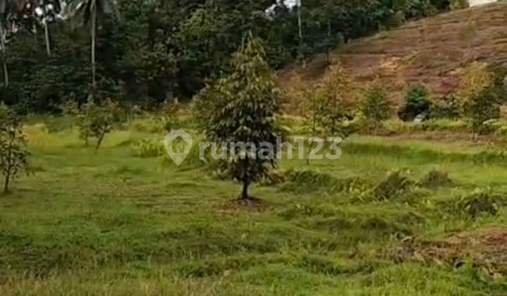 Beautiful Land Beautiful Land