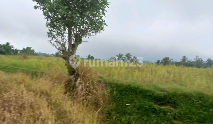 Beautiful Land.with Sea And Rice Field View