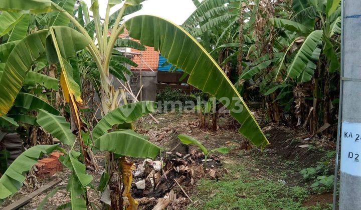 Beautiful Land With Rice Field View