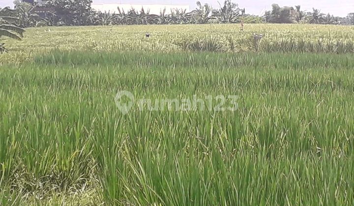 Beautiful Land.with Sea View Rice Field And River Side Beautiful Land.with Sea View Rice Field And River Side