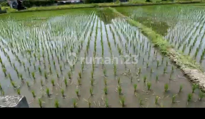 Tanah Sawah Nan Cantik Tanah Sawah Nan Cantik