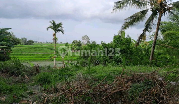Beautiful Land With Nuce Rice Field View Beautiful Land With Nuce Rice Field View