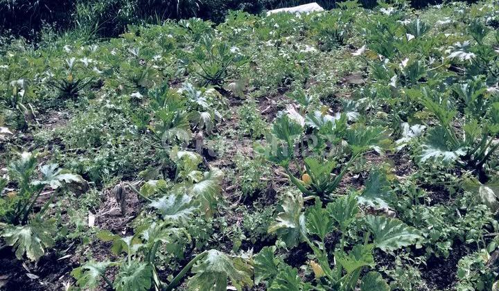 Beautiful Land Beautiful Land