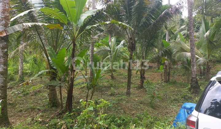 Beautiful Land Beautiful Land