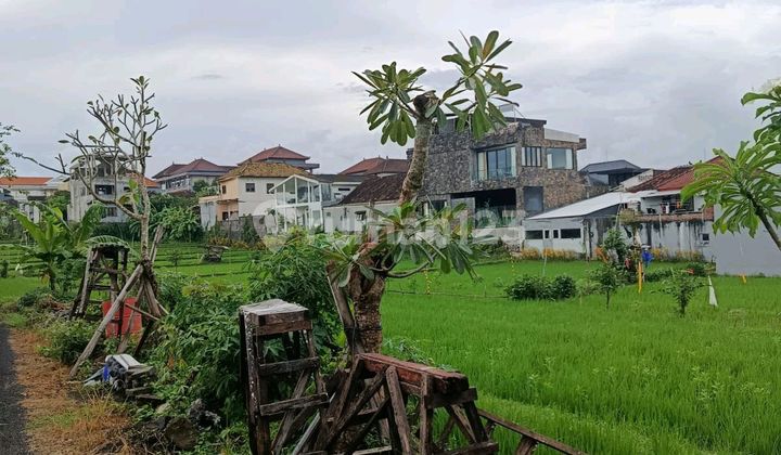  Beautiful Land With Rice Field View