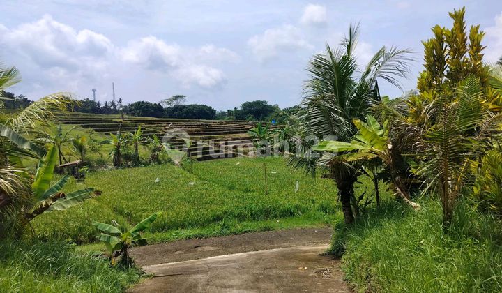 Tanah Indah dengan Pemandangan Sawah