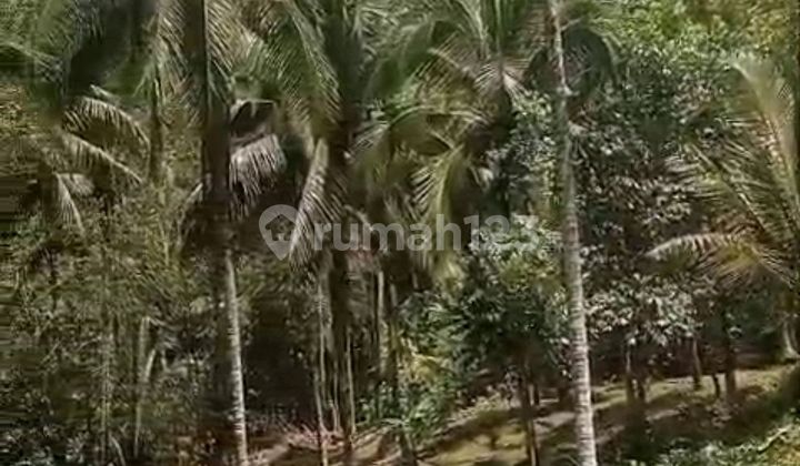 Beautiful Land With Jungle View 1