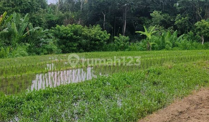 Beautiful Land With River Side And Rice Field View