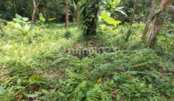 Beautiful Land Beautiful Land