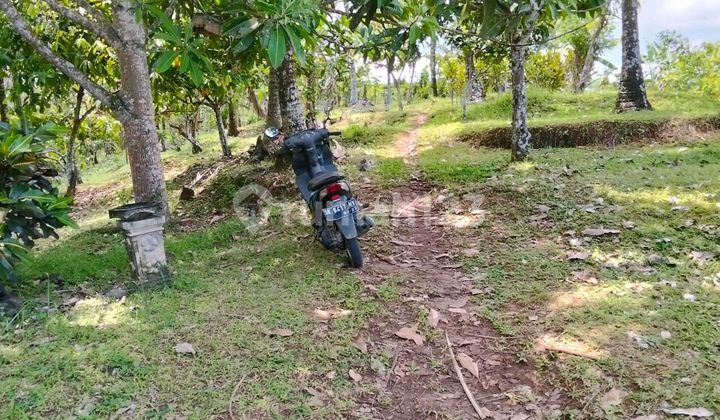 Tanah Indah dengan Sawah Ruce. Tanah Indah dengan Sawah Ruce.