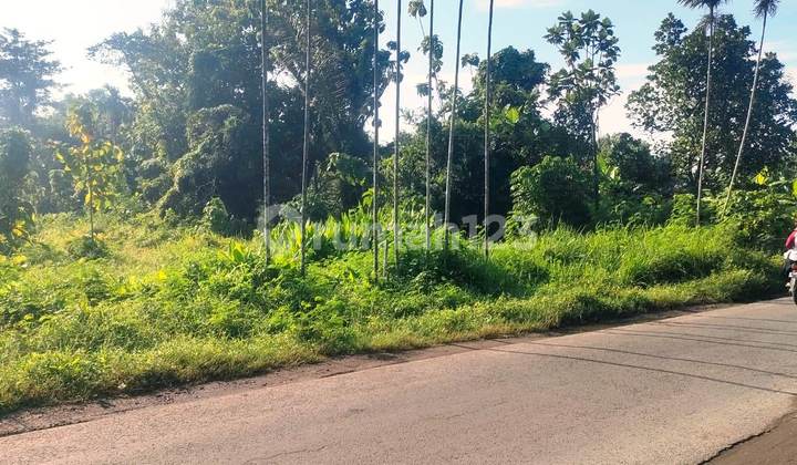 Tanah Dijual Murah Poros Jalan Dusun Bongsorejo Jombang