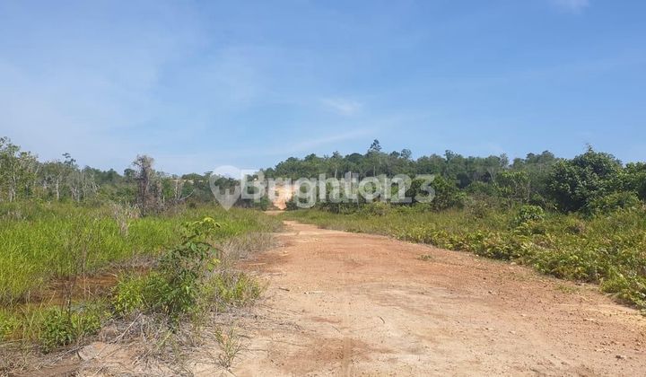 Tanah luas dekat IKN desa amborawang kutei Katarnegara Kalimatan timur