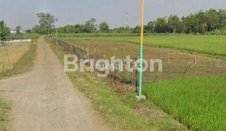 2 HEKTAR TANAH SAWAH DI PATI SHM PERORANGAN 1