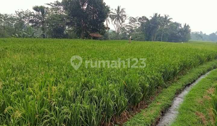 Dijual Tanah Sawah Produktif Area Ciseuti Jalancagak Subang Dijual Tanah Sawah Produktif Area Ciseuti Jalancagak Subang