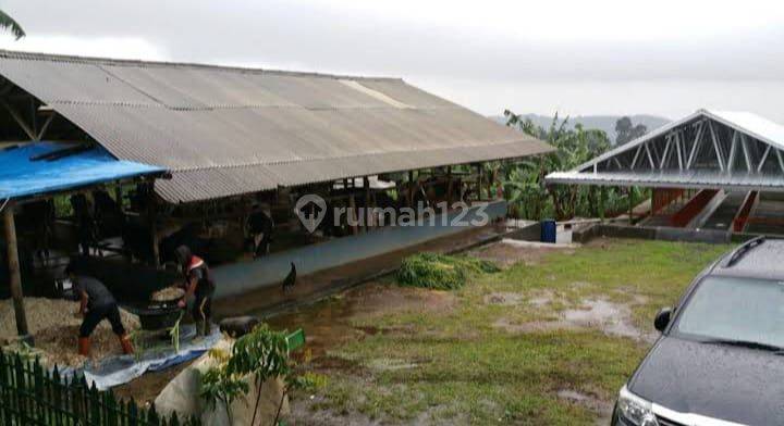 Dijual Tanah Bonus Pohon Alpukat Dan Kandang Sapi Lembang Bandung 2