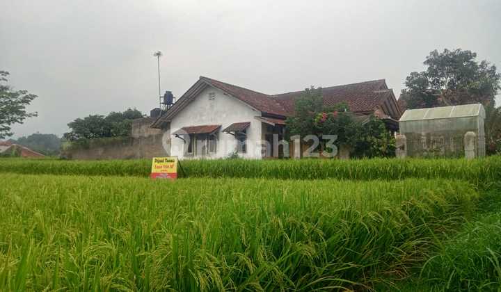 Dijual Tanah Sawah Produktif Area Jatisari Tanjungsari Sumedang