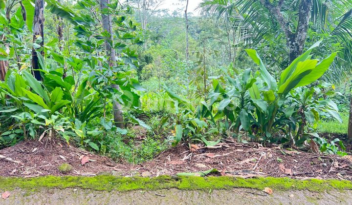 Tanah 2000M² Udara Dingin Ngargoyoso, Karanganyar Tanah 2000M² Udara Dingin Ngargoyoso, Karanganyar