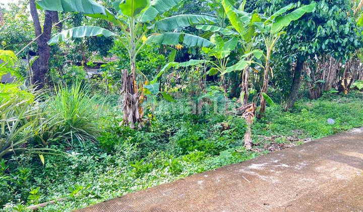 Land 55 Million Near Jambangan Market Kedawung Sragen