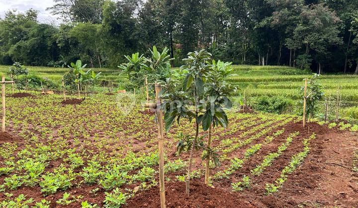 Tanah Subur Kebun Buah Utara Kantor Kecamatan Kerjo, Karanganyar Tanah Subur Kebun Buah Utara Kantor Kecamatan Kerjo, Karanganyar