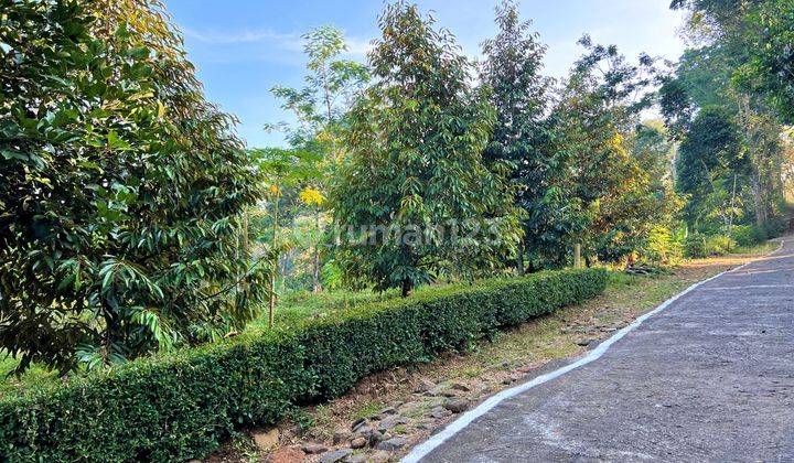 Dijual Tanah Kebun Durian Mojogedang Karanganyar 1