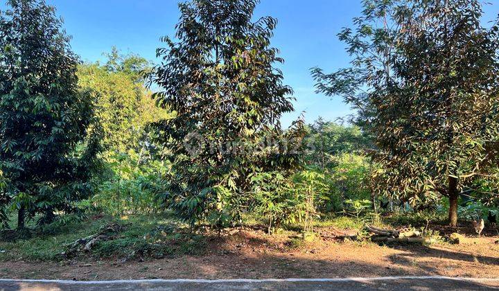 Dijual Tanah Kebun Durian Mojogedang Karanganyar 2