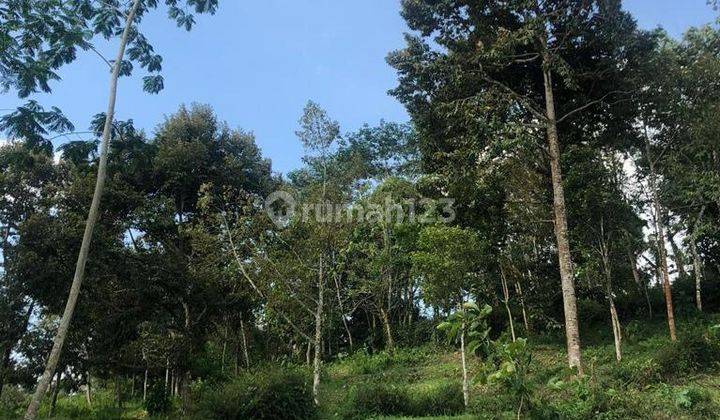 Dijual Kebun Durian 7800m2 Matesih Karanganyar 1