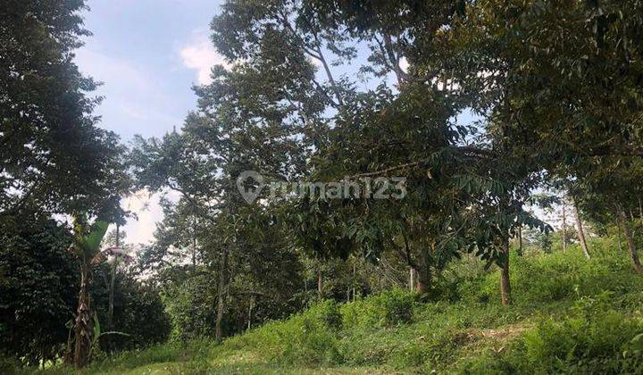 Dijual Kebun Durian 7800m2 Matesih Karanganyar 5