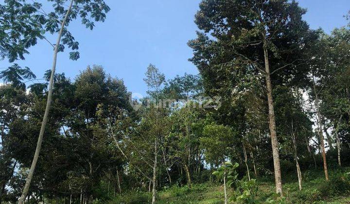 Dijual Kebun Durian 7800m2 Matesih Karanganyar 8